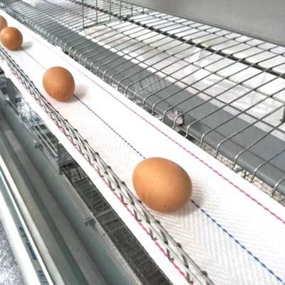 Annilte Gorąca sprzedaż taśmy do zbierania jaj w fermie drobiu