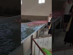 Gruszka awokado W pełni automatyczna maszyna do sortowania